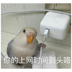 小保底不歪真菌