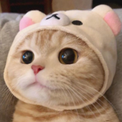 小丑猫